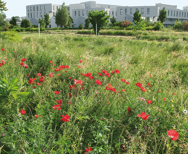 Coquelicots avant la fauche