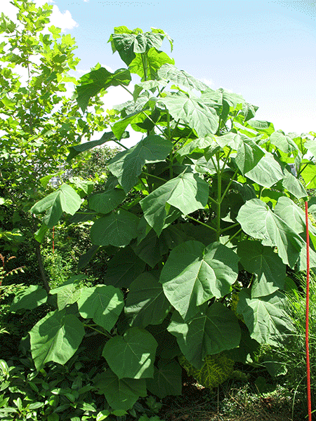 Paulownia Tomentosa