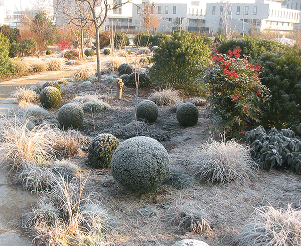 Le jardin en hiver